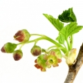 شکوفه توت سیاه Black Currant Blossom